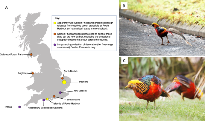 Golden Pheasant Facts
