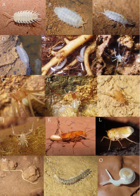 Priorities for cave fauna conservation in the Iuiú karst landscape,  northeastern Brazil: a threatened spot of troglobitic species diversity |  Biodiversity and Conservation