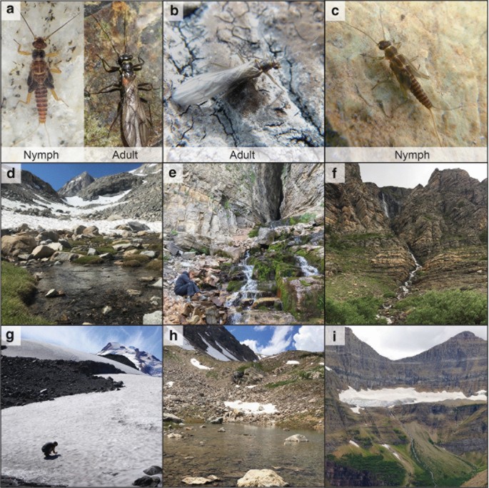 At last, a Pennsylvanian stem-stonefly (Plecoptera) discovered, BMC  Ecology and Evolution