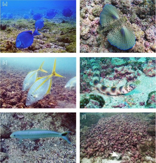 PDF) Latitudinal patterns in trophic structure of temperate reef