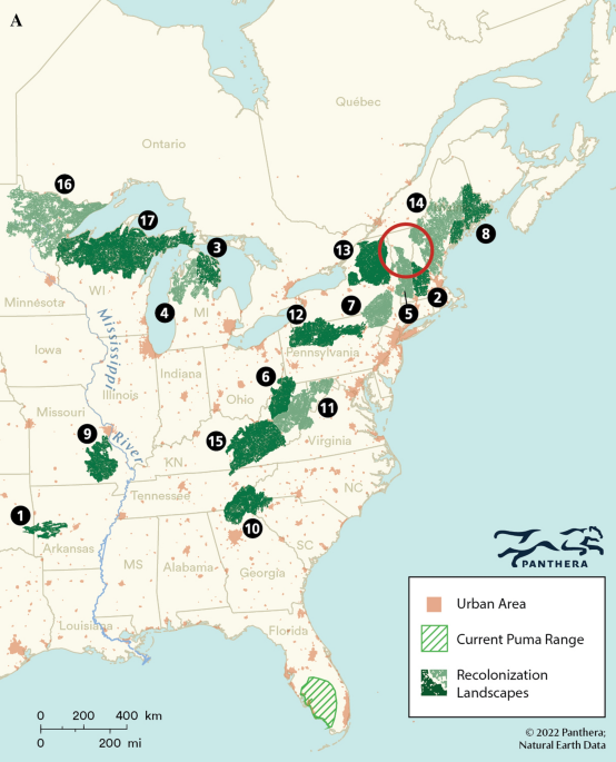 Determining puma habitat suitability in the Eastern USA | Biodiversity and  Conservation