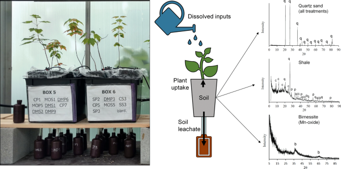 Manganese uptake by red maples in response to mineral dissolution rates in  soil