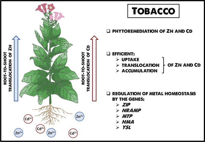 genetically modified tobacco Tobacco as an efficient metal accumulator | BioMetals