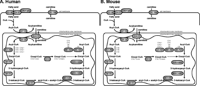 A general introduction to the biochemistry of mitochondrial fatty acid -oxidation | Journal of Inherited Metabolic Disease | Springer Nature Link A general introduction to the biochemistry of mitochondrial fatty acid -oxidation | Journal of Inherited Metabolic Disease | Springer Nature Link