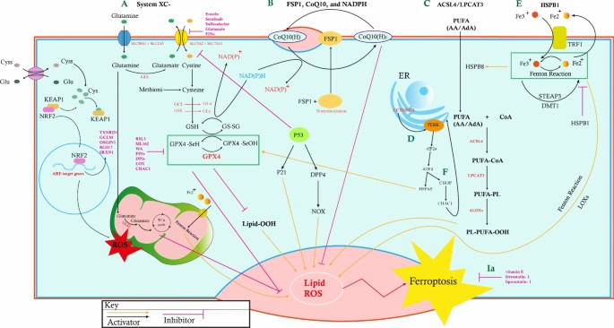glutathione kills triple negative cancer Ferroptosis as a promising targeted therapy for triple negative breast  cancer | Breast Cancer Research and Treatment