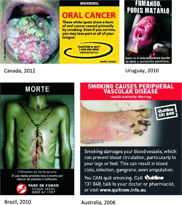 tobacco pests Cigarette Beetle
