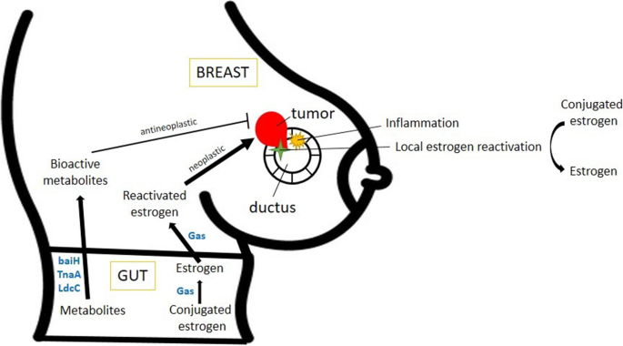 Damage to gut bacteria linked with chemo-induced weight gain in breast cancer  patients