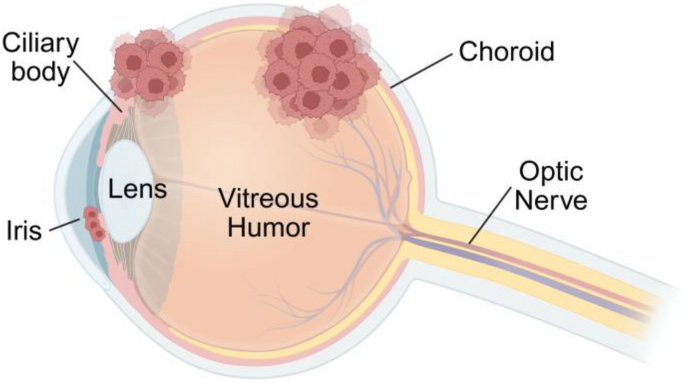 kviser av melanotan Long-term outcomes of laser treatment for congenital melanocytic nevi Functions and clinical implications of