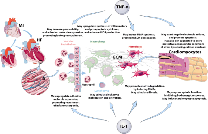 Critical Role for Monocyte Chemoattractant Protein-1 and Macrophage  Inflammatory Protein-1α in Induction of Experimental Autoimmune Myocarditis  and Effective Anti–Monocyte Chemoattractant Protein-1 Gene Therapy