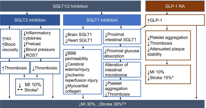 glp-1 diarrhea lawyer in michigan The Role of Combined SGLT1/SGLT2 Inhibition in Reducing the Incidence of  Stroke and Myocardial Infarction in Patients with Type 2 Diabetes Mellitus  | Cardiovascular Drugs and Therapy