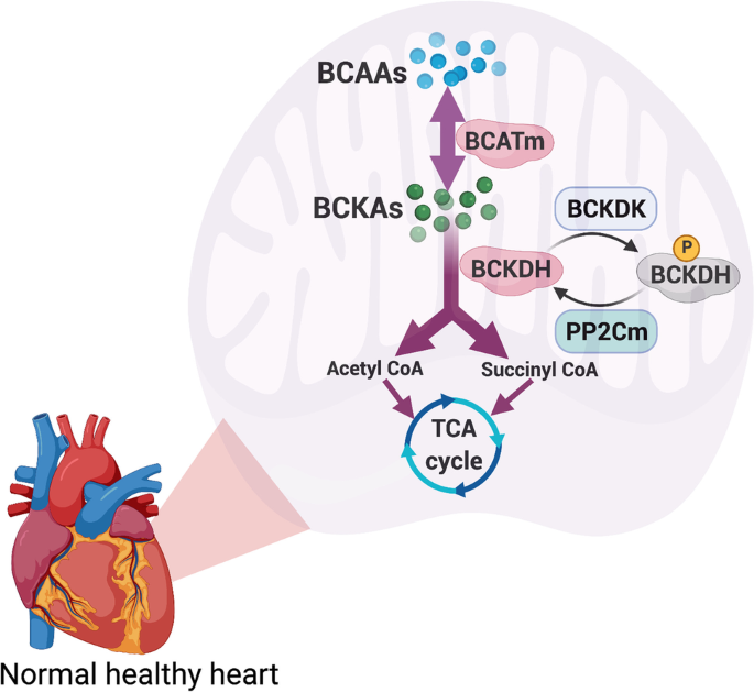 Branched-Chain Amino Acid Metabolism in the Failing Heart | Cardiovascular  Drugs and Therapy