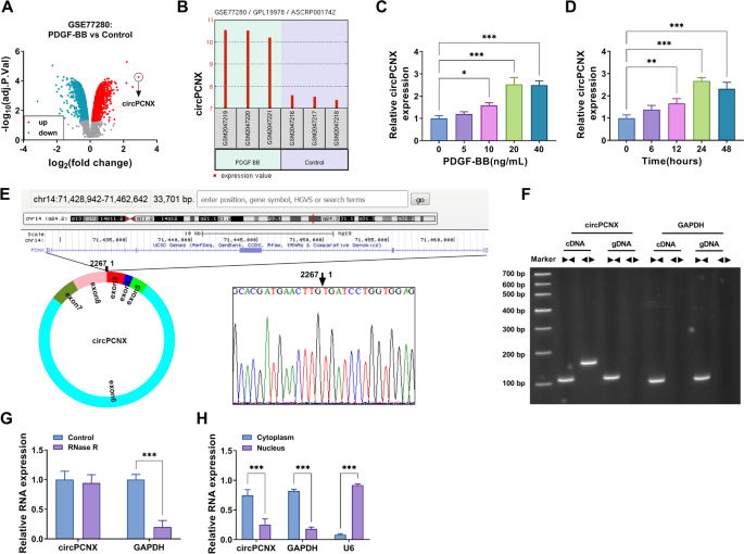 miR-34c inhibits PDGF-BB-induced HAVSMCs phenotypic transformation and  proliferation via PDGFR-β/SIRT1 pathway