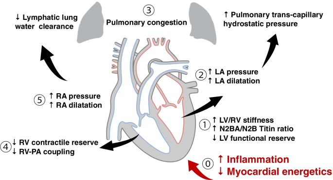 Physiogenex and Cardiomedex to present a new diabetic NASH HFpEF