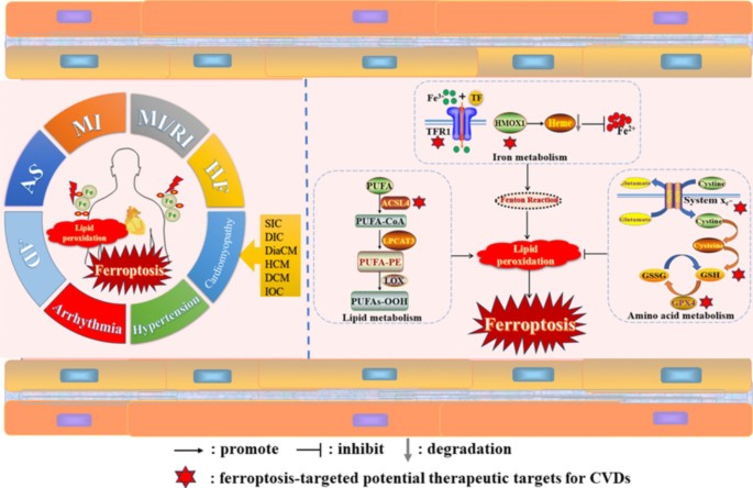 l arginine and l carnitine benefits Cialis L Arginine L Carnitine Erectile Dysfunction: What the Evidence  Actually Shows