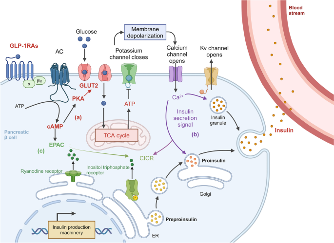 glp 1 agonist oral drugs GLP-1 Medications: Everything You Need to Know