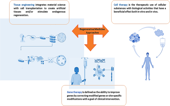 Stem Cell Therapies Expand Horizon of Regenerative Medicine - Science in  the News