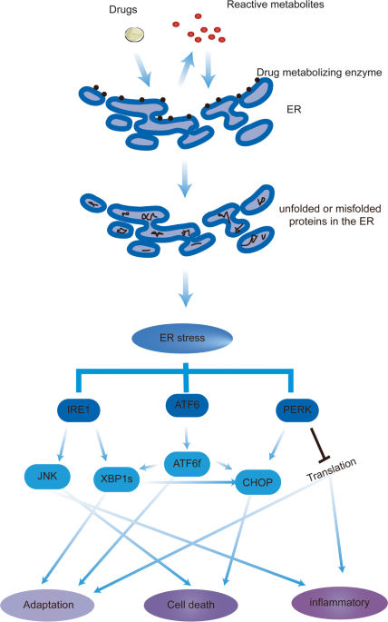 The endoplasmic reticulum participated in drug metabolic toxicity | Cell Biology and Toxicology