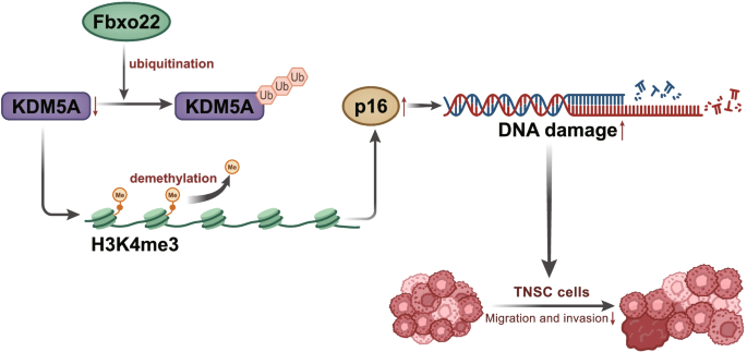 https://media.springernature.com/m685/springer-static/image/art%3A10.1007%2Fs10565-022-09754-w/MediaObjects/10565_2022_9754_Fig7_HTML.png