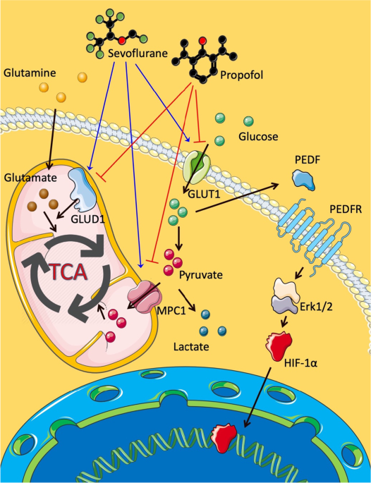 glutathione ovarian cancer reduces the cytotoxicity of ascorbate toward cells Sevoflurane but not propofol enhances
