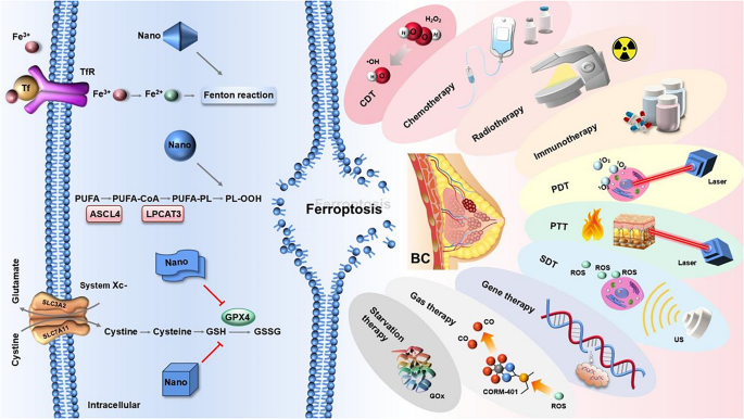 glutathione exhausing effect nanoparticle Intersection of ferroptosis and nanomaterials brings benefits to breast cancer | Cell Biology and Toxicology LIPOSOMAL