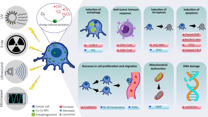 royale glutathione 700 mg benefits Copper-cysteamine nanoparticles in cancer treatment: a systematic review | Cell Biology and Toxicology Multivitamin Shot:4 Shots How to Store Water