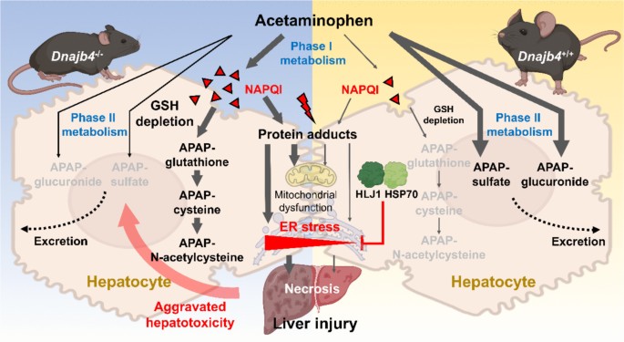 DNAJB4/HLJ1 protects against acetaminophen-induced liver injury by attenuating ER stress via HSP70 | Cell Biology and Toxicology
