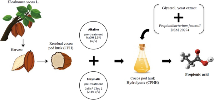 Cocoa pod husk valorization: alkaline-enzymatic pre-treatment for propionic  acid production | Cellulose