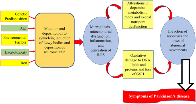glutathione parkinson's perlmutter Parkinson's Disease Risk and Hyperhomocysteinemia: The Possible Link |  Cellular and Molecular Neurobiology
