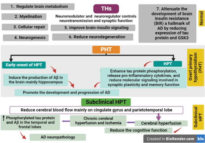 ipamorelin and hypothyroidism Primary Alzheimer's Disease: A Tale of Two | Cellular and Molecular Neurobiology Cathy Doll L-Glutathione Magic Color:Soft Pink Diet Stage_Mushies Diet