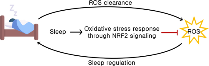 does glutathione help with insomnia Sleep and Oxidative Stress: Current Perspectives on the Role of NRF2 |  Cellular and Molecular Neurobiology