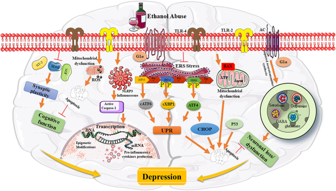 can glutathione cause depression Major depressive disorder: hypothesis, mechanism, prevention and treatment 5 Common Causes of Depression