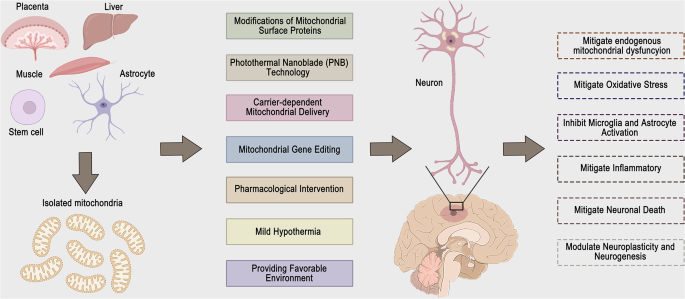 l-glutathione benefits to mitochondria Mitochondrial Transplantation Therapy for Ischemic Stroke: Progress and Challenges | Cellular and Molecular Neurobiology 