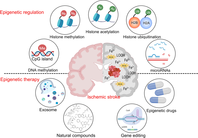 glutathione depletion and methylation block in Skin Aging Tissue Regeneration: A Systematic Review of Molecular Mechanisms, Redox Modulation, and Biomedical Implications REGULATION OF GLUTATHIONE SYNTHESIS -