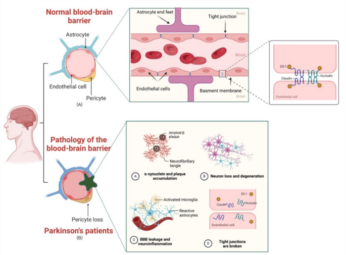 glutathione enema for parkinson's disease Association Between Blood-Brain Barrier Disruption and Gut Microbiota Dysbiosis in | Cellular and Molecular Neurobiology AOD-9604 Clinical Trial Results