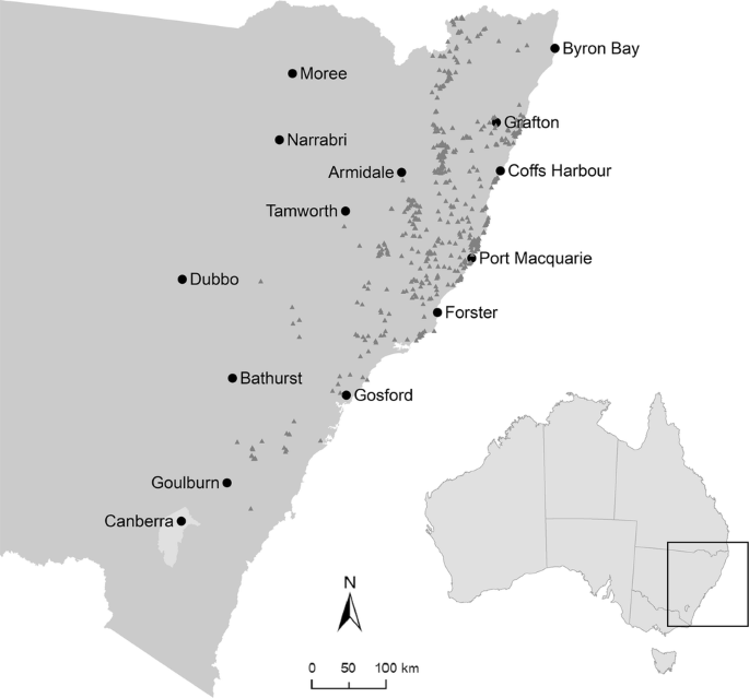 Research challenges perception that dingoes are virtually extinct