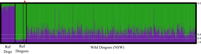 Research challenges perception that dingoes are virtually extinct