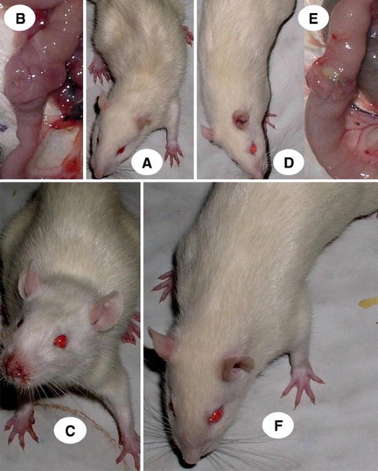 Gastric Pentadecapeptide BPC 157 and Short Bowel Syndrome in Rats |  Digestive Diseases and Sciences
