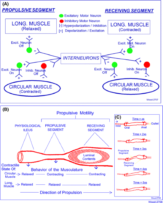 Gastrointestinal Myoelectrical Activity in Idiopathic Intestinal  Pseudo-Obstruction