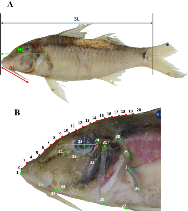 Ecomorphology of six goatfish species (Mullidae) from Toliara Reef,  Madagascar