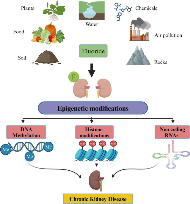 The hidden danger: the epigenetic landscape of fluoride-induced kidney damage and its role in chronic kidney disease | Environmental Geochemistry and Health