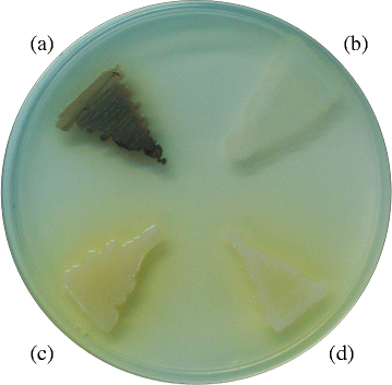 Combination of a simple differential medium and toxA-specific PCR for  isolation and identification of phytopathogenic Burkholderia gladioli