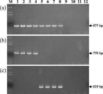Combination of a simple differential medium and toxA-specific PCR for  isolation and identification of phytopathogenic Burkholderia gladioli