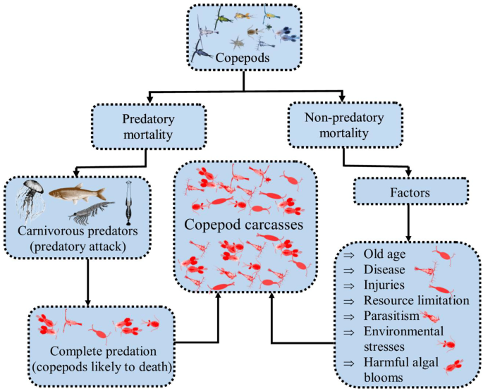 Pelagic copepod diversity (Crustacea: Copepoda) in the Southern Caribbean:  evidence of a pending assignment - Revista Mexicana de Biodiversidad