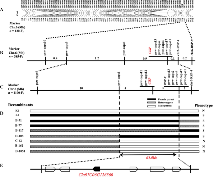 Molecular mapping of candidate gene regulating fruit stripe trait