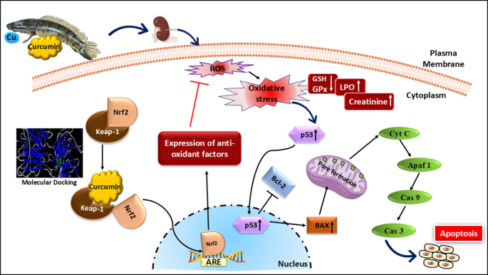 induction of glutathione s-transferase activity by curcumin in mice Curcumin's role reshaping the redox dynamics fish kidneys: NRF2 activation as a strategy against copper-induced nephropathy | Fish Physiology and Biochemistry Peptember Menutagsuche:longevity ghk cu overdose symptoms