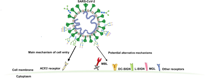 CD209L/L-SIGN and CD209/DC-SIGN Act as Receptors for SARS-CoV-2
