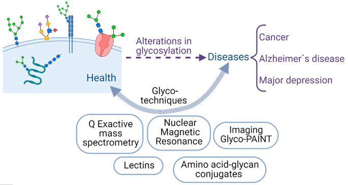 Proceedings of workshop: “Neuroglycoproteins in health and disease”,  INNOGLY cost action | Glycoconjugate Journal