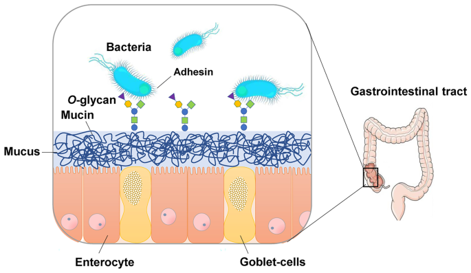 Full article: Intestinal mucin-type O-glycans: the major players in the  host-bacteria-rotavirus interactions