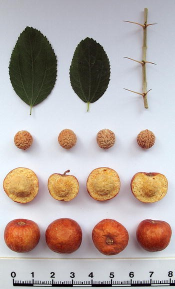 Ziziphus spina-christi (L.) Willd.: a multipurpose fruit tree | Genetic  Resources and Crop Evolution