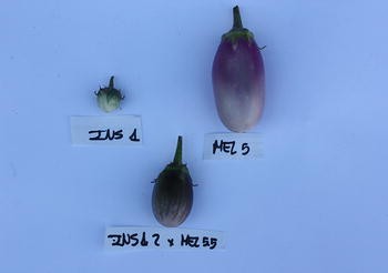 The Biologist Is In: Novel Vegetable: Scarlet Eggplant